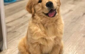 Imagem do grupo de WhatsApp 30 Receitas, para seu animal de estimação 