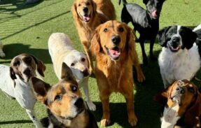 Imagem do grupo de WhatsApp Receitas Saudáveis para Pet