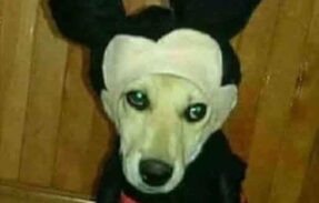 Imagem do grupo de WhatsApp 10ajustados 