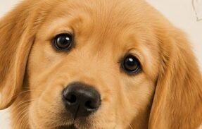 Imagem do grupo de WhatsApp Cuidados com seus pets que você deveria saber.