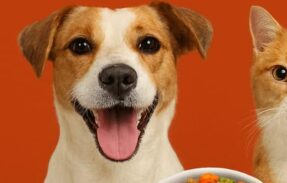 Imagem do grupo de WhatsApp Pets