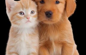 Imagem do grupo de WhatsApp Pets saudáveis e bem cuidados