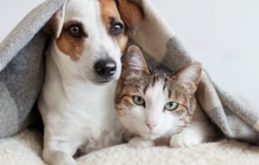 Imagem do grupo de WhatsApp Casa dos pets