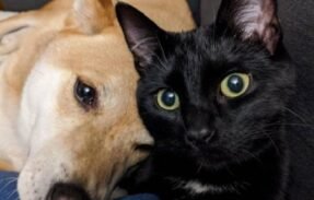 Imagem do grupo de WhatsApp Amor pet 