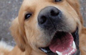 Imagem do grupo de WhatsApp PETS SAUDÁVEIS E ALIMENTAÇÃO SAUDAVEL