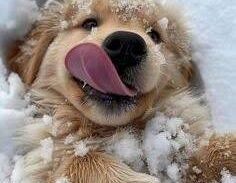 Imagem do grupo de WhatsApp Segredo Pet 