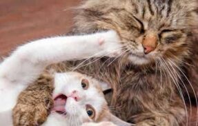 Imagem do grupo de WhatsApp Fazer Amigos