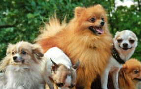 Imagem do grupo de WhatsApp Pets