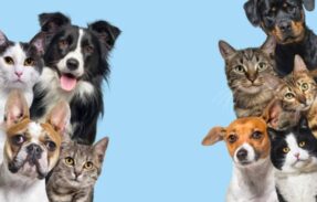 Imagem do grupo de WhatsApp Receitas saudáveis para o seu pet