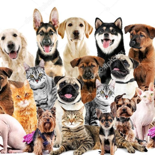Grupo De WhatsApp Grupo De Pets Fofinho🥹
