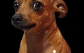 Imagem do grupo de WhatsApp RΞI ᗪΛS FιGURINHAS