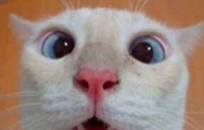 Imagem do grupo de WhatsApp De tudo um pouco 