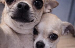 Imagem do grupo de WhatsApp Somos cópias,  jamais referências 