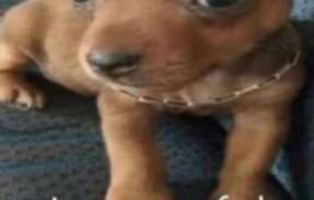 Imagem do grupo de WhatsApp Oi posso fala