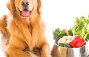 Imagem do grupo de WhatsApp 30 receitas saudáveis para pet