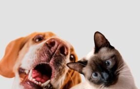 Imagem do grupo de WhatsApp Pets família