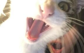 Imagem do grupo de WhatsApp —͟͞͞𝙼𝚞𝚕𝚝𝚒𝚟𝚎𝚛𝚜𝚘 ⃟ 3.0