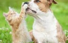Imagem do grupo de WhatsApp PetVida+: Cuidando de quem te dá amor todos os dias!