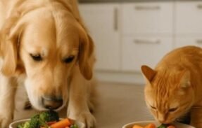 Imagem do grupo de WhatsApp Alimentação pets e saúde