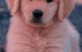 Imagem do grupo de WhatsApp Mundo dos cães 