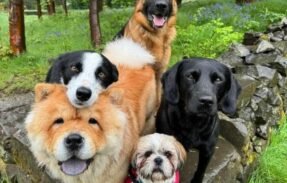 Imagem do grupo de WhatsApp A SAÚDE DO SEU PET E IMPORTANTE. 