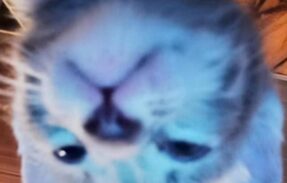 Imagem do grupo de WhatsApp Grupo na descrição