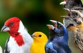 Imagem do grupo de WhatsApp Criar e preservar 