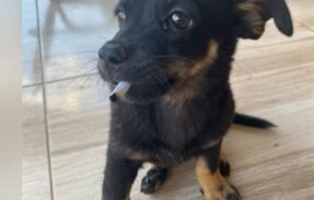 Imagem do grupo de WhatsApp Os noia 