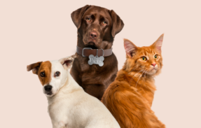Imagem do grupo de WhatsApp Dicas de nutrição pra pets