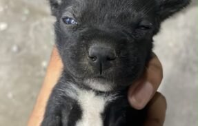 Imagem do grupo de WhatsApp Receitas para pets saudável