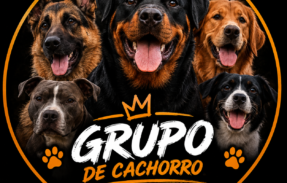 Imagem do grupo de WhatsApp Como educar seu cachorro